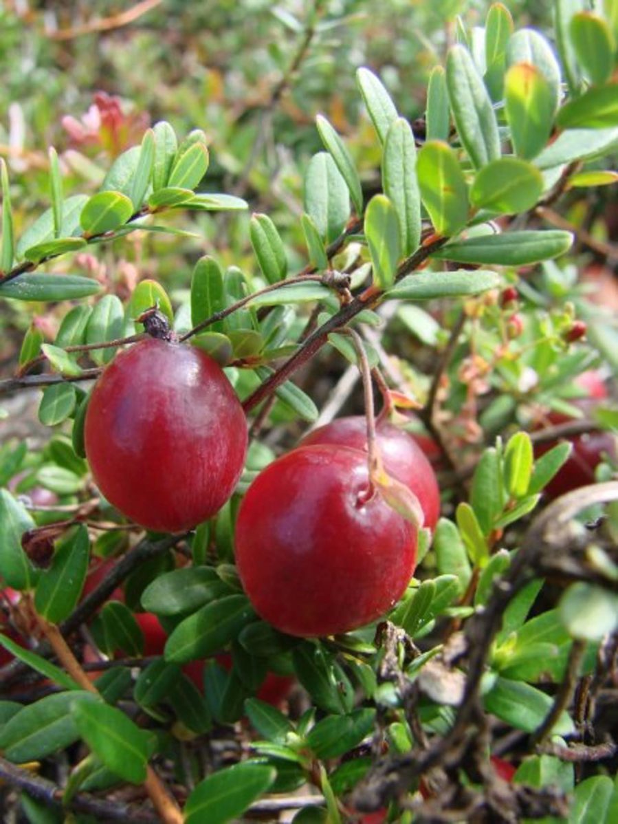 Cranberries Fodmap Everyday