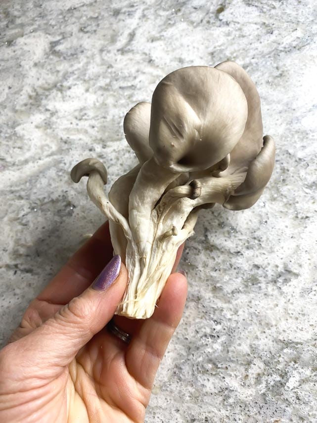 showing the woody stem of the Oyster mushroom.