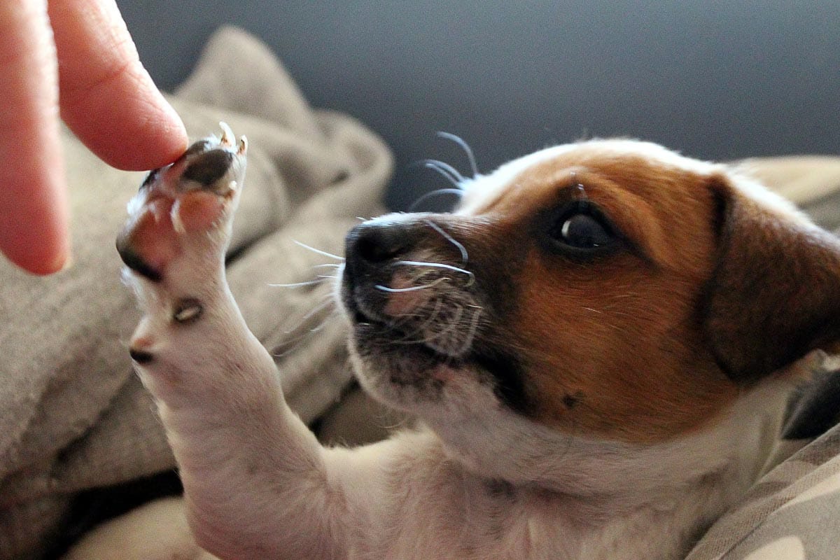 Jack Russell giving high five.