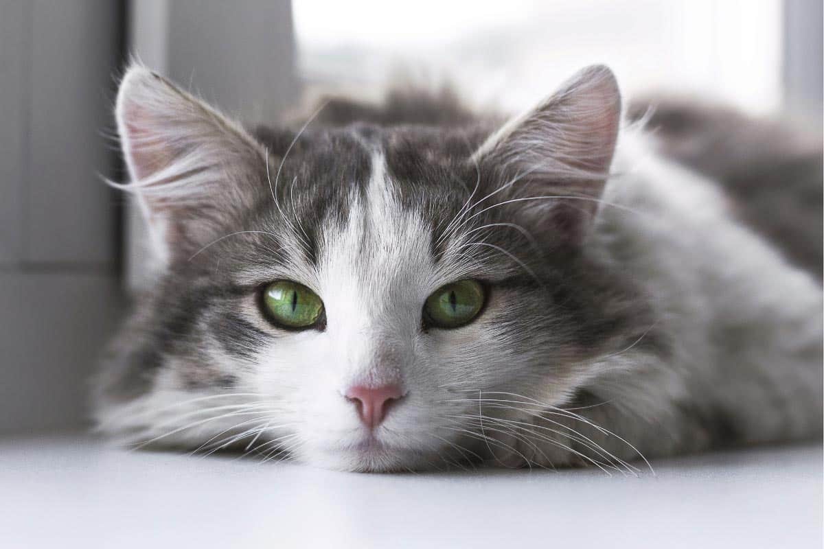 cat with green eyes.