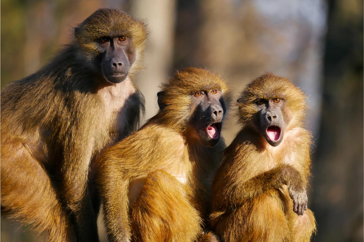 monkeys shocked.