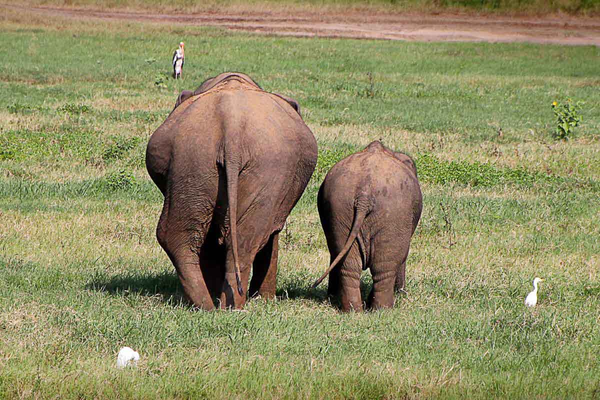 elephants walking away.