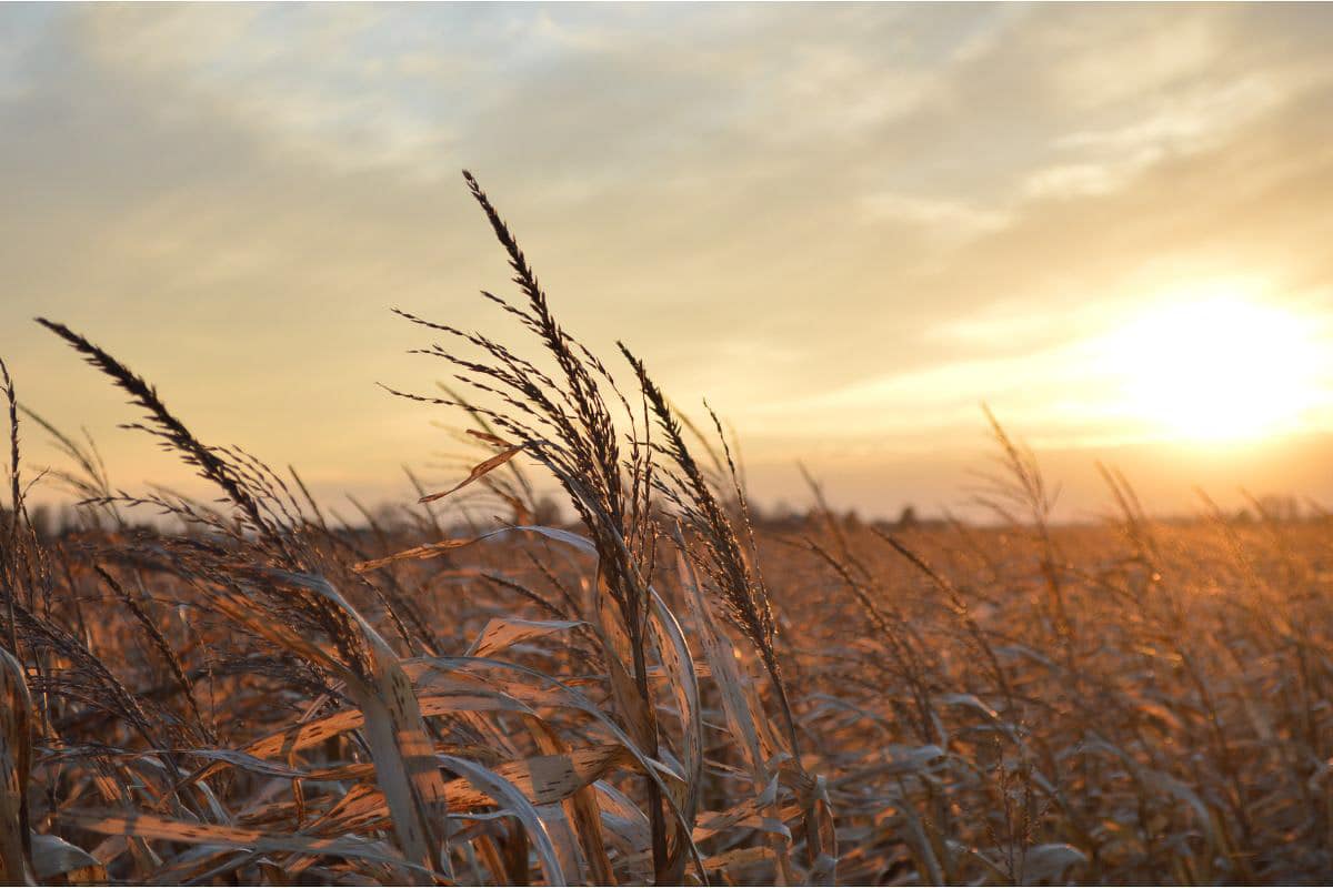 wheat fields.