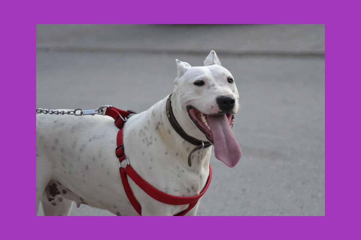 Dogo Argentino.