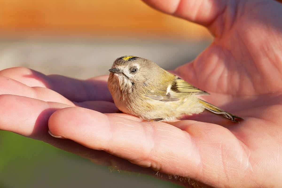 bird in person's hand.