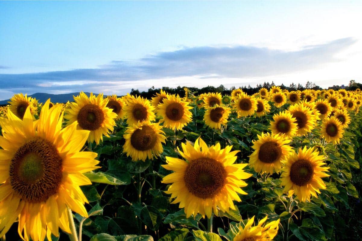 field of sunflowers.