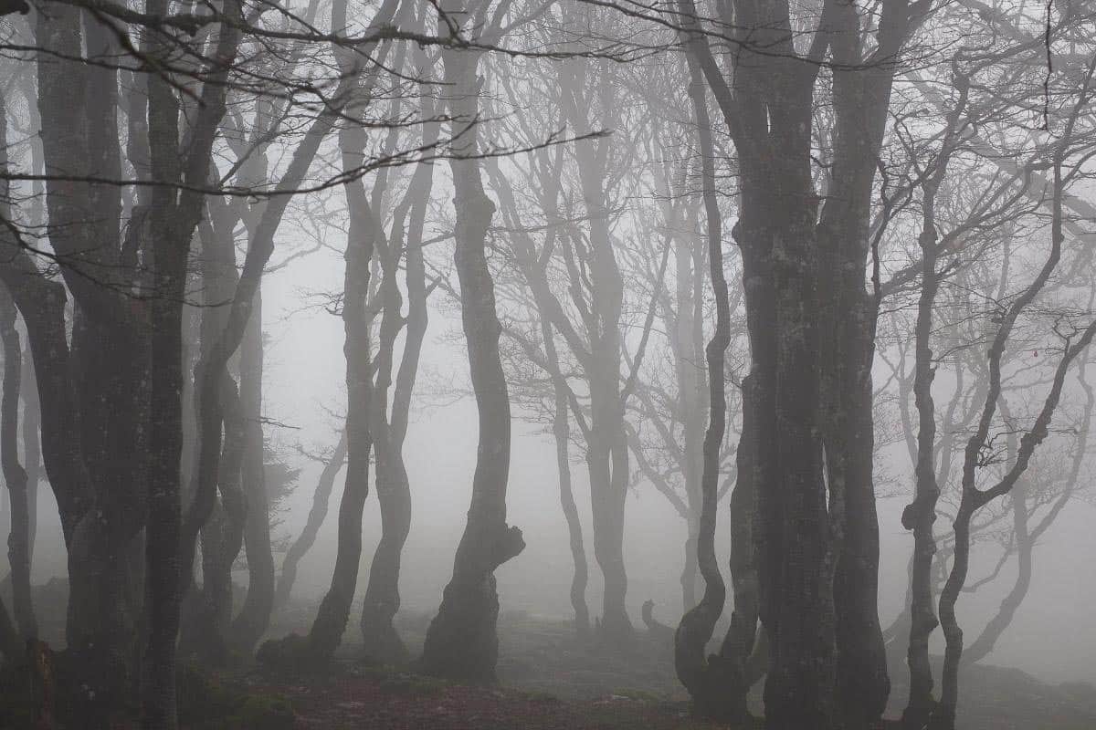 haunted forest.