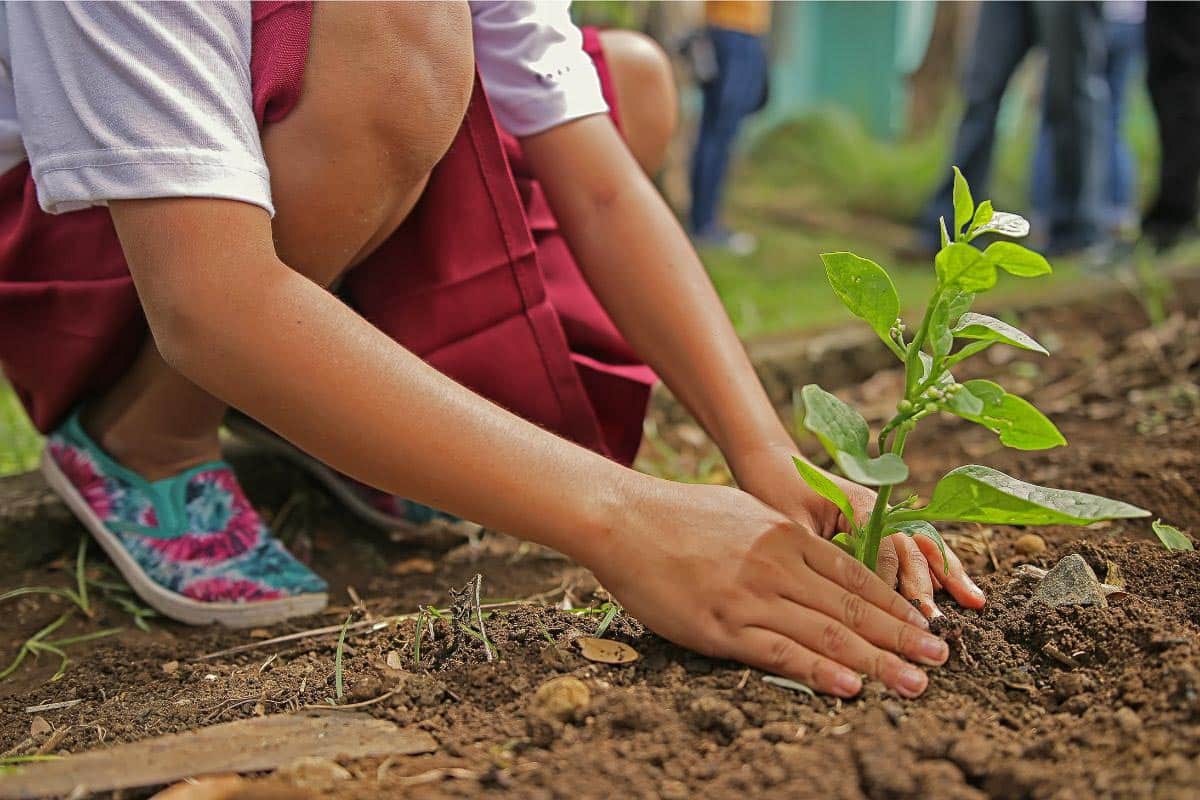 planting.