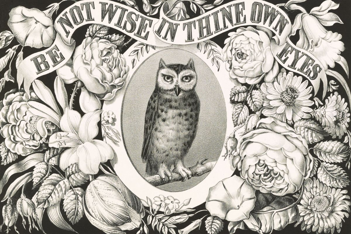 owl graphic.