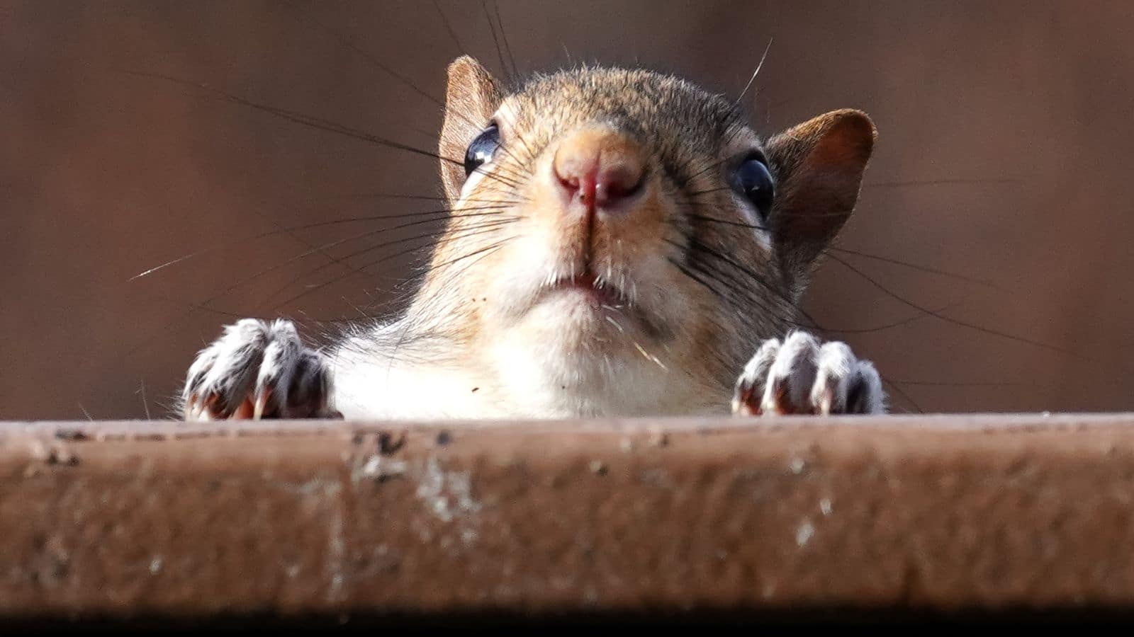 close up of a squirrel peeking over a ledge