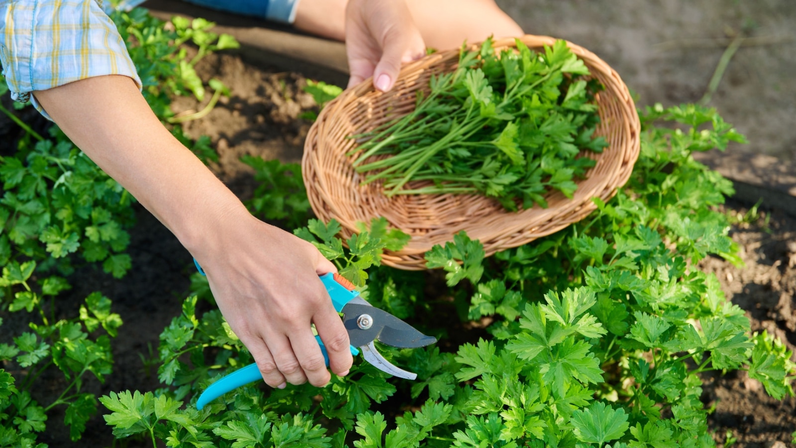 FRESH PARSLEY. 