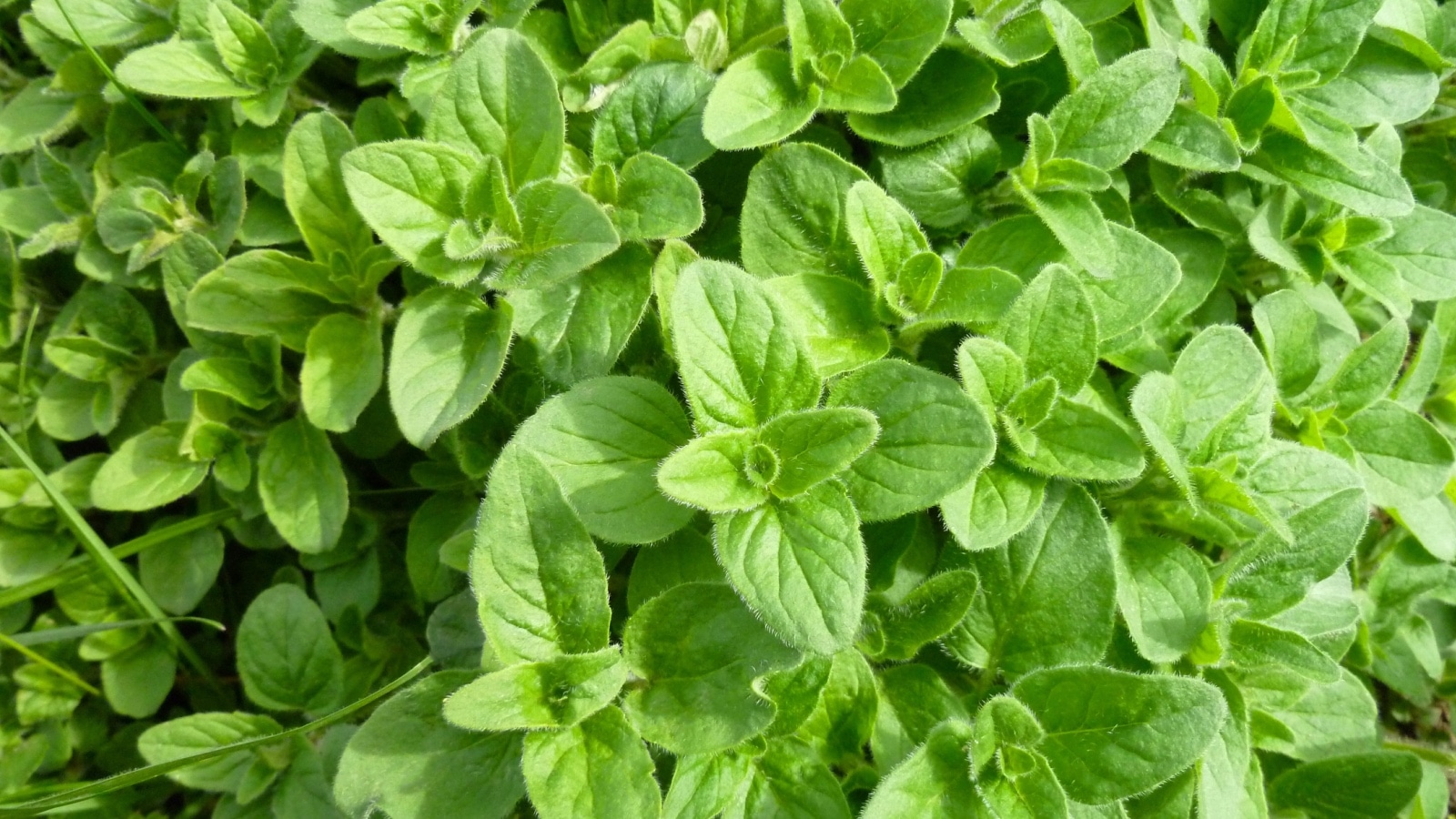 OREGANO.