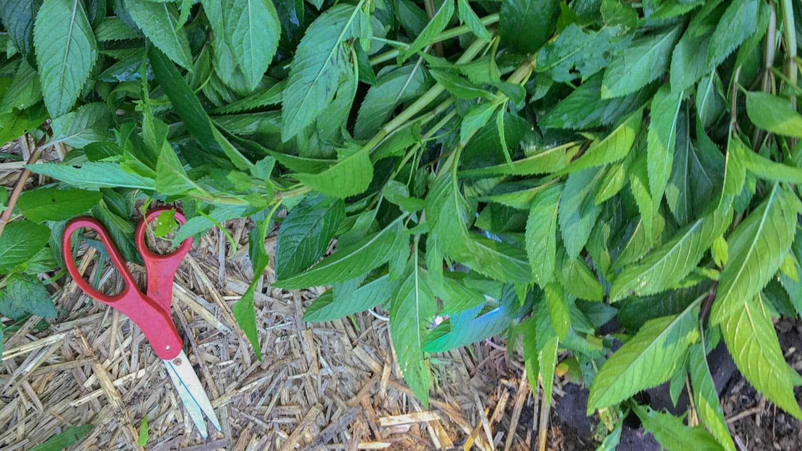 mint-fresh-from-garden-2.