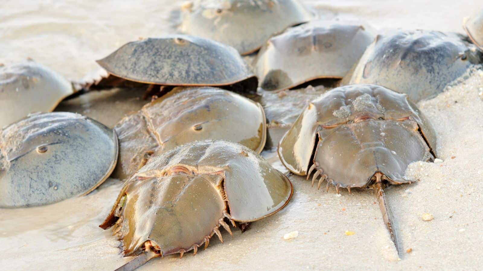 horseshoe crabs