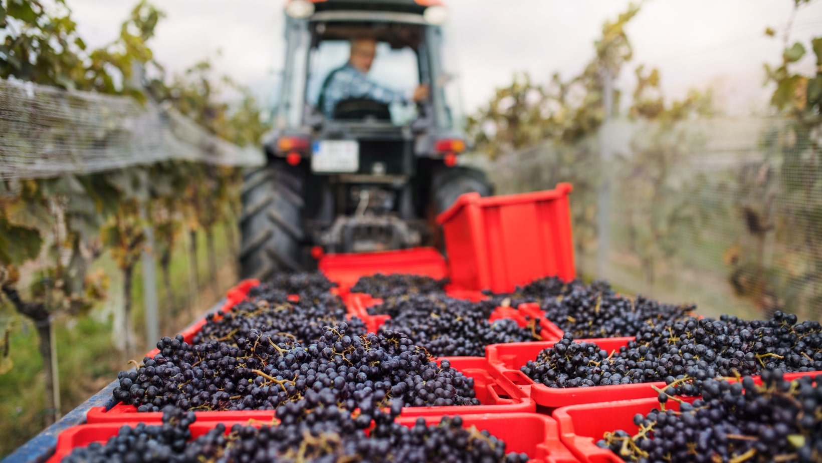 grape harvest. 