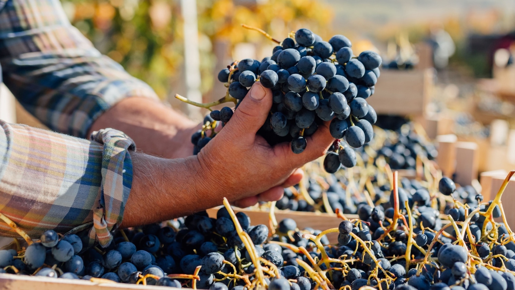 harvesting grapes. 