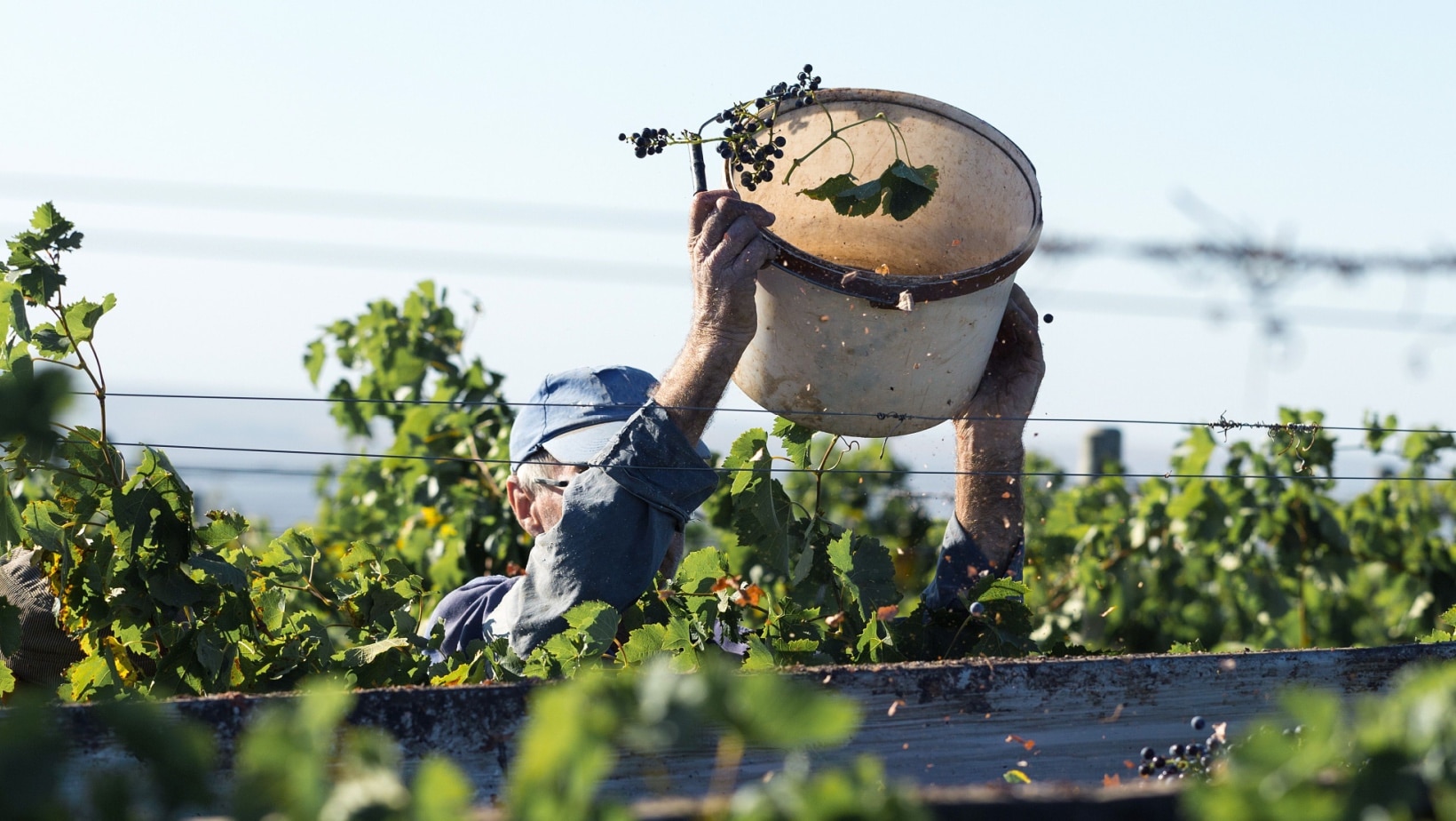 harvesting grapes. 